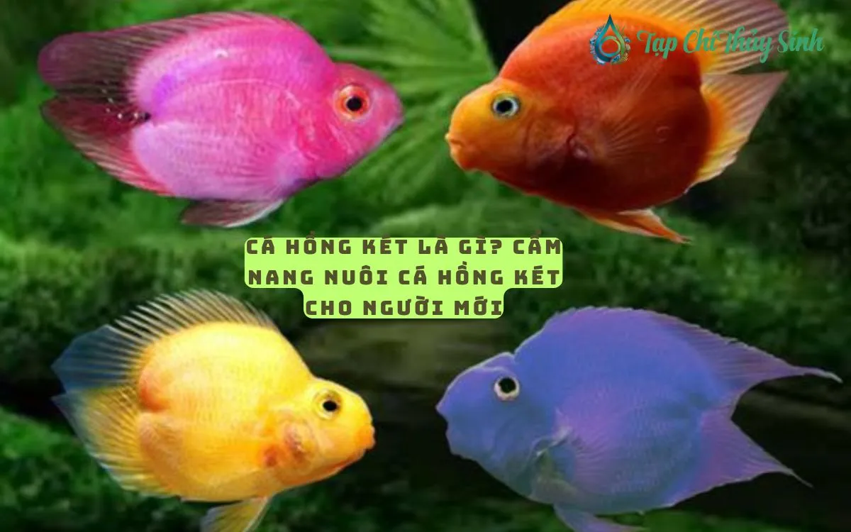 Cá Hồng Két Là Gì? Cẩm Nang Nuôi Cá Hồng Két Cho Người Mới