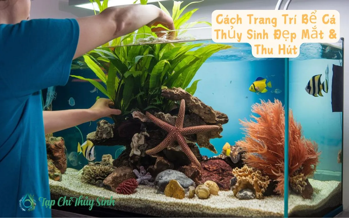 Cách Trang Trí Bể Cá Thủy Sinh Đẹp Mắt & Thu Hút