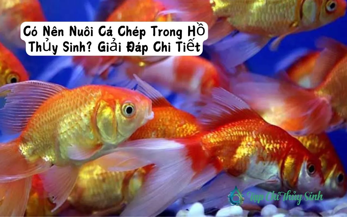 Có Nên Nuôi Cá Chép Trong Hồ Thủy Sinh? Giải Đáp Chi Tiết