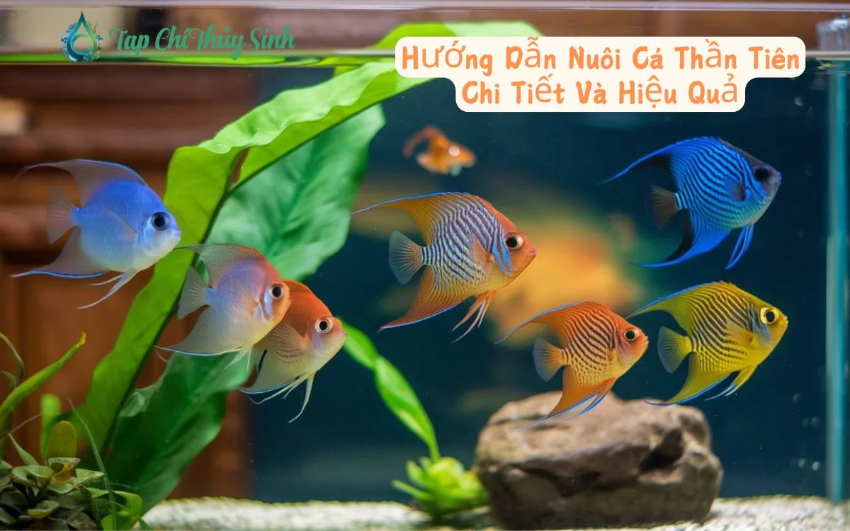 Hướng Dẫn Nuôi Cá Thần Tiên Chi Tiết Và Hiệu Quả